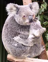 It's hot, light and dry here. Koalas