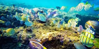 Snorkeling in hanauma bay, hawaii. Hanauma Bay Hawaii Life Vacations