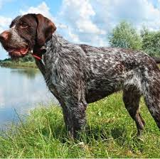 These are obviously two different mixes of dogs that make for a unique hybrid. German Wirehaired Pointer Puppies For Sale Adoptapet Com