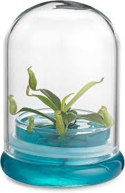 Make a venus fly trap or carnivorous plant terrarium! Buy Nepenthes Pitcher Plant Carnivorous Plant Terrarium Miniature No Green Thumb Necessary Great For Work Home Unique Gift Online In Turkey B07wp86vky