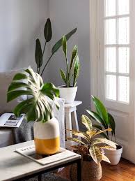 No uses plantas tropicales que precisen mucha humedad. Plantas De Interior 8 Ideas Para Decorar El Hogar Infobae