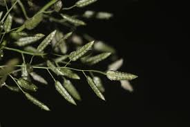 Image result for Eragrostis cilianensis