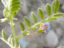 Image result for Cicer