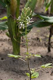 Image result for Cleome bororensis