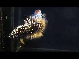 Jutaan iklan cupang terbaru ditayangkan setiap harinya di olx murah dengan harga terbaik. Jenis Ikan Cupang Avatar