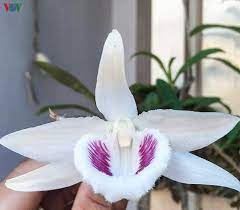 Tuy nhiên, sau khi anh t. Bi Quyáº¿t Nháº­n Diá»‡n Lan Ä'á»™t Biáº¿n Tiá»n Tá»· Ä'ang Khuynh Ä'áº£o Thá»‹ TrÆ°á»ng Vov Vn