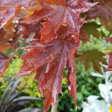 `crimson sentry' norway maple is a bud sport of the common `crimson king' norway maple. Acer Platanoides Crimson Sentry Norway Maple Tree Crimson Sentry In Gardentags Plant Encyclopedia