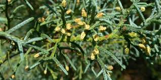 Image result for Cupressus arizonica