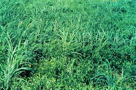 Image result for Zornia pratensis