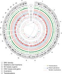 Maybe you would like to learn more about one of these? Whole Genome Sequence Variant Discovery And Annotation In Mapuche Huilliche Native South Americans Scientific Reports