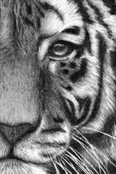 Onlypencil Com Pencil Drawings By Lisandro Pena Tiger Drawing Animal Drawings Drawings