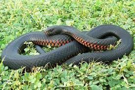 The Scales Of Justice Were Tipped Squarely In The Favour Of A One Metre Red Bellied Black Snake Acting Ssssuspiciously At Albury Courthouse Earlier This Month Australian Animals Reptiles Snake