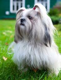 How to do a schnauzer trim (miniature schnauzer pattern). Shih Tzu Keratoconjunctivitis Sicca Ufaw