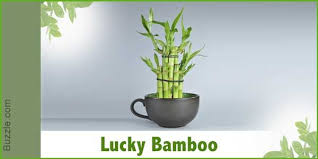Dress Up Your Home With These Indoor Plants That Don T Need Sunlight Plants Indoor Plants Bamboo Plants