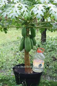 Jika selama ini hanya tanam pokok bunga atau hiasan dalam pasu apa kata lepas ini kita tukar pulak. Tanam Betik Dalam Pasu Untuk Buat Makan Sendiri Memang Puas Hati Jimat Belanja Dapur Keluarga
