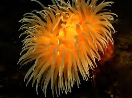 Image result for Aneilema nyasense