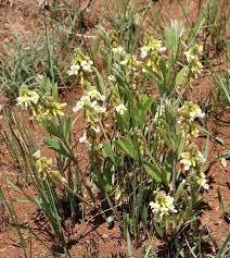 Image result for Eriosema ukingense