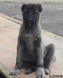 Ucretsiz Kangal Yavrulari 2020