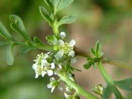 Image result for Coronopus