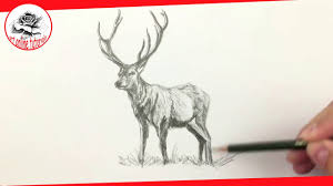 Deer animal pencil sketch drawing. Deer Pencil Drawing Images Bestpencildrawing