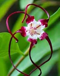 Image result for Strophanthus kombe