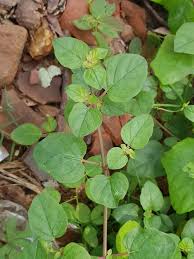 Image result for Boerhavia