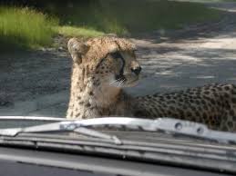Read the frequently asked questions about the safari park and speelland here. Beekse Bergen Safari Park Bergen Park Foto