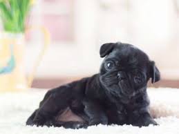 The puggle, also known as a pug beagle mix (due to its purebred parents), is a loving, social and affectionate dog which is quickly becoming one of the mos. Teacup Pugs For Adoption Teacup Pugs For Sale Microteacups