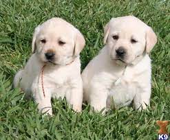 We did not find results for: Labrador Retriever Puppies For Sale In California Labrador Retriever Labrador Retriever Puppies Labrador
