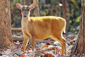 Red Muntjac Or Barking Deer Is Also A Carnivore Eating Small Animals And Carrion And Eggs Feral And Territorial It Barks Like A Animals Cute Animals Deer