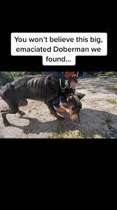 Here's the rescue of the emaciated Doberman, we named him Albus Dumble... |  TikTok
