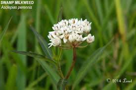 Swamp Milkweed Asclepias Perennis Asclepias Milkweed Swamp Milkweed