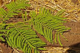 Image result for Acacia sieberiana