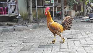 Hal ini dikarenakan ia merupakan ayam. Ayam Peru Ayam Aduan Taji Pisau Sabung Ayam Online