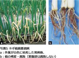 北海道のネギ栽培における病害の発生状況と防除対策 各地 研究レポート 種苗事業部 武蔵野種苗園