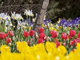 We did not find results for: How To Grow Spring Bulbs New Zealand Handyman Magazine