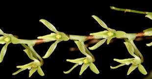 Image result for Angraecopsis amaniensis