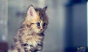 دراسة حديثة توض ح أن القطط الإناث يفهمون جيدا صوت صغارهن cats animals netflix