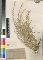 Image result for Plinthus sericeus