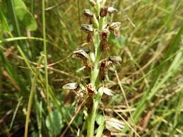 Image result for Brachycorythis inhambanensis