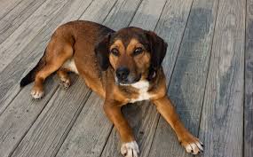 Maybe you would like to learn more about one of these? 17 Beagle Mix Dogs We Absolutely Love All Things Dogs All Things Dogs