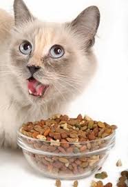 The benefits of raw cat food are very real and definitely worth considering, but there are some disadvantages you should think about as well. Dry Wet Or Raw Food For Cats What S The Ideal Diet For Your Pet