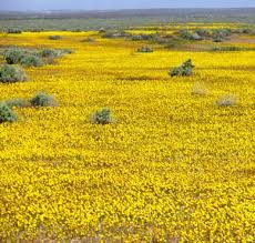 2012 Vegetation Map in Support of the Desert Renewable Energy Conservation  Plan, Interim Report (1.1)
