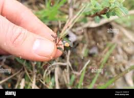 Image result for Aeschynomene nodulosa