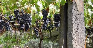 Most grape vines grow from 10 to 15 feet the first year; Trellis Wire Frames For Grapevine Raspberries Blackberries And Trellis Fruit