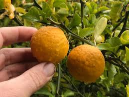 Image result for Citrus trifoliata