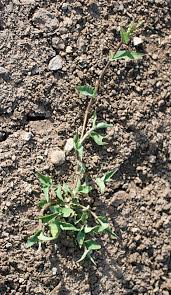 Image result for Urochloa reptans