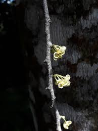 Image result for Peraceae