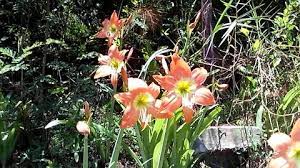 5 Orangeamaryllis Flower Pon The Side Of The Road Amaryllis Flowers Flowers Blooming Flowers