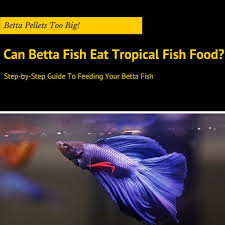 What Do Betta Fish Eat Only Use These 5 Best Types Of Betta Food Betta Fish Betta Fish